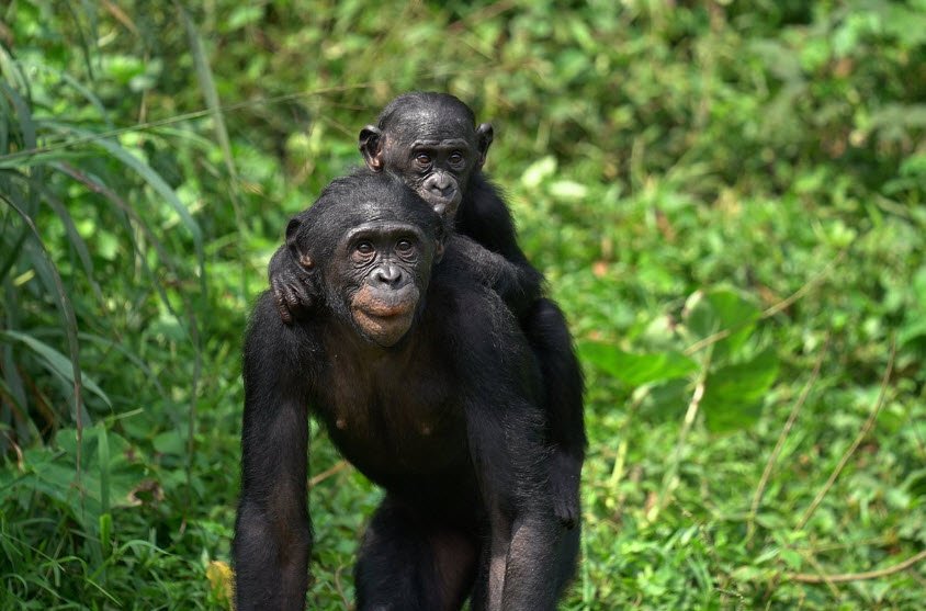 Lola ya Bonobo Sanctuary, Near Kinshasa, DR Congo